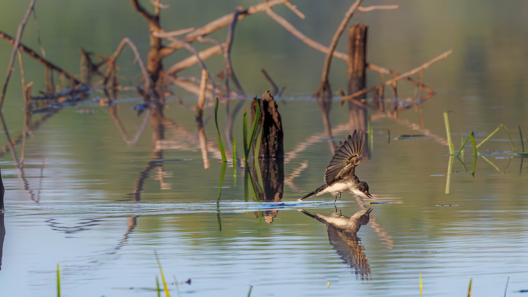 Eastern Kingbird - A Dive for Breakfast